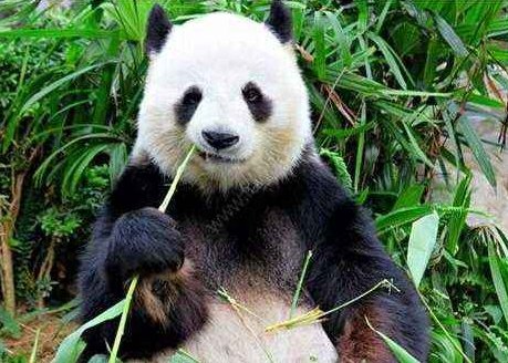 关于大熊猫的资料