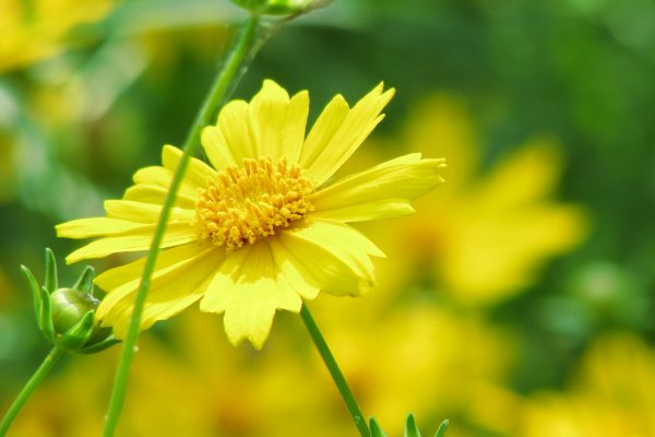 黄花女儿形容什么动物