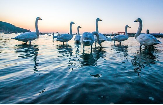 英王室900年来第二次取消天鹅普查，上一次取消天鹅普查的原因是什么？