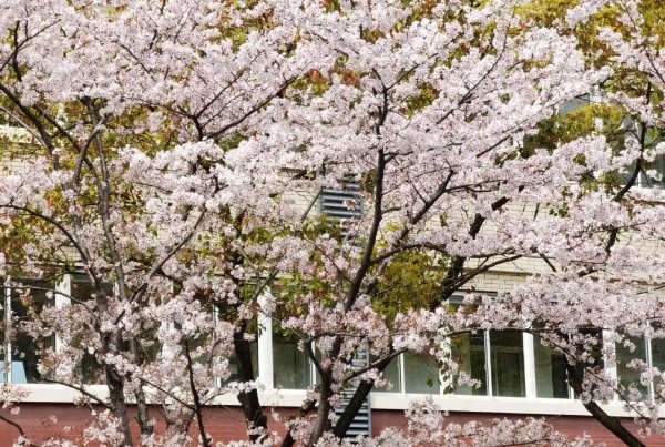 et深夜的蠕动未增删有翻译樱