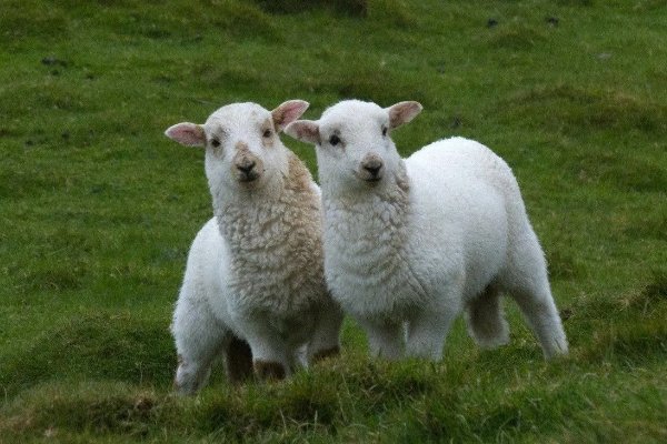 宿地补天打一准确生肖