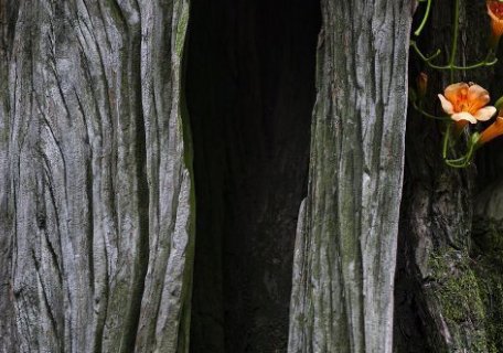 枯木逢春的意思是什么啊？