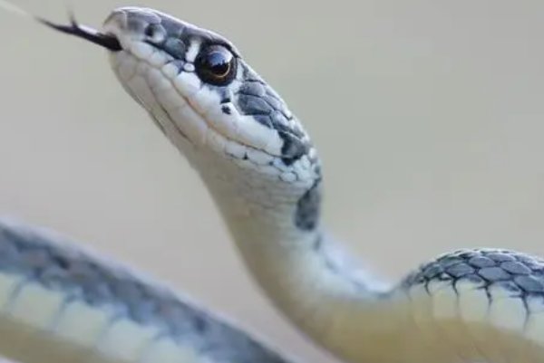 闷声不响猜一个生肖动物