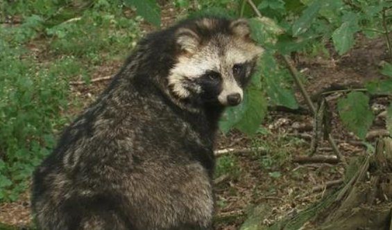 一丘之貉打一生肖