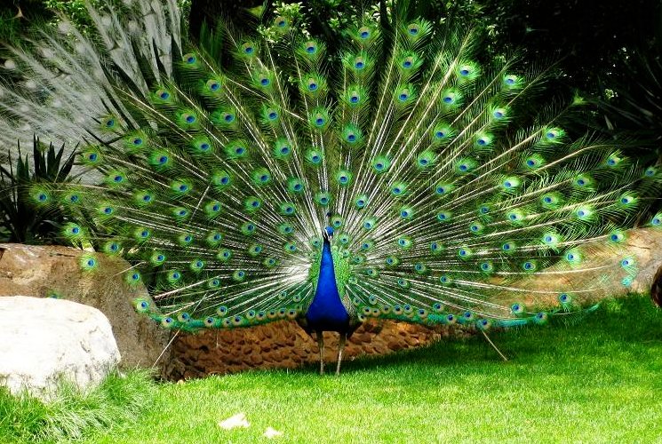 孔雀开屏是什么意思