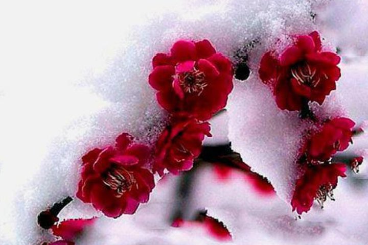 描写梅花的诗词四字有哪些？