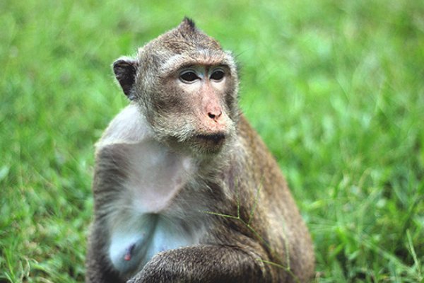 一枝之栖指什么动物