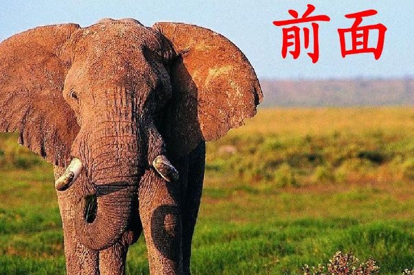 二年级称大象的方法5种