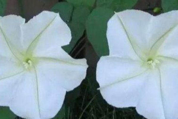 夕颜花是牵牛花吗