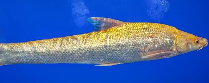 鲖鱼是什么鱼？