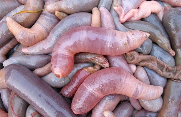 单环刺螠是什么东西？