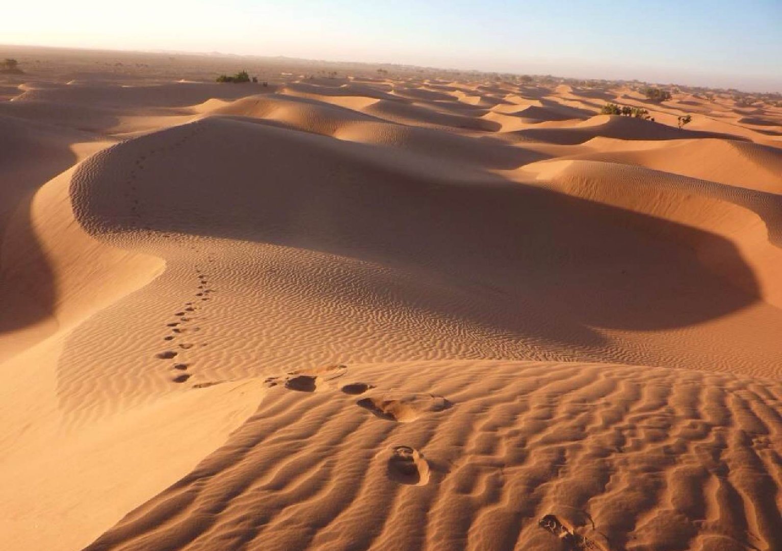 骆驼在撒哈拉沙漠雪中行走，这是什么情况？