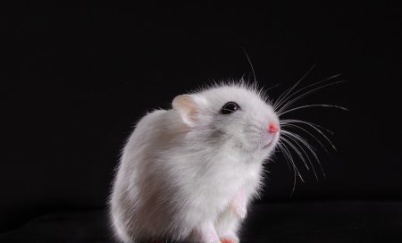 中途而废比喻什么生肖呢