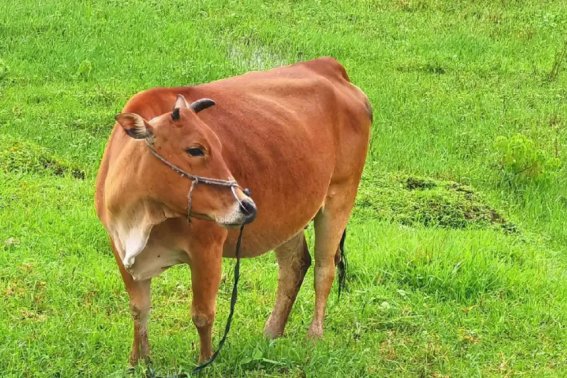 演古劝今是什么动物生肖