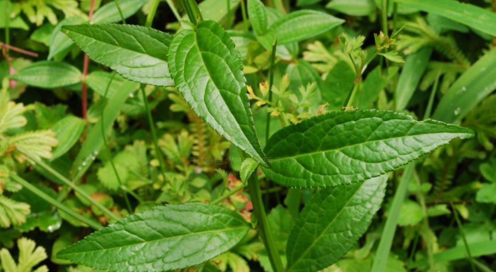 四四方方的拼音