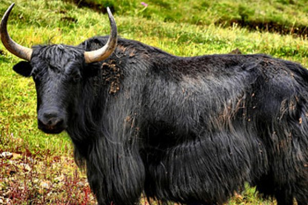 道道地地指一生肖