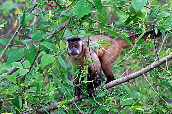 高丽参是特马打一正确生肖