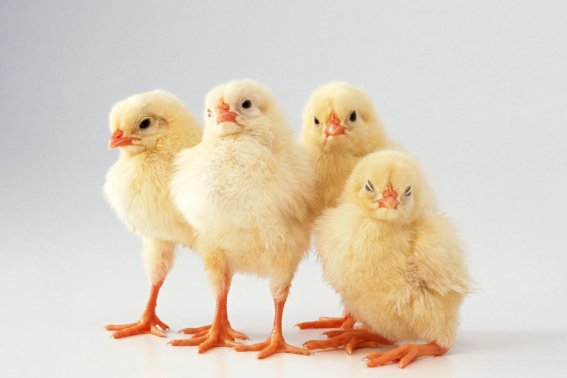 演古劝今是什么动物生肖