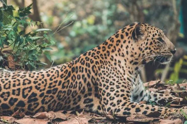 山光水色二二四指什么生肖