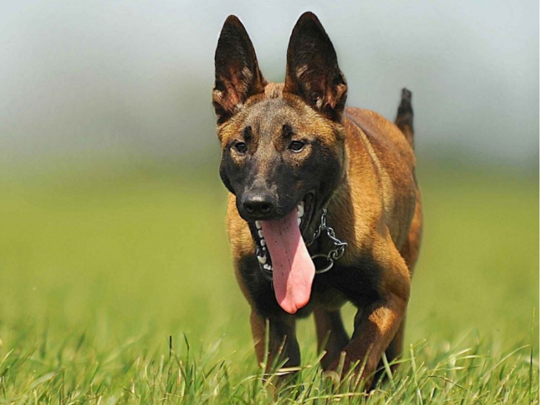 马犬什么颜色最正宗