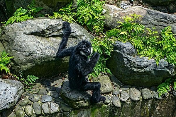 高丽参是特马打一正确生肖