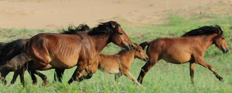 穷兵黩武打一生肖