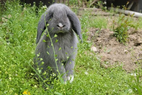 演古劝今是什么动物生肖