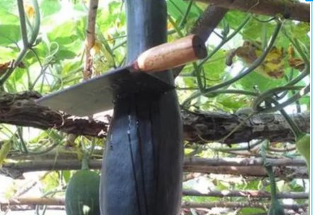 砍瓜每次受伤时会分泌什么？这种分泌物有什么作用？