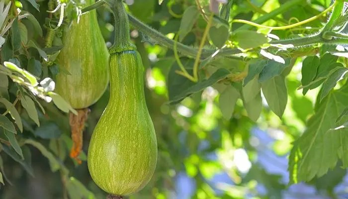 砍瓜每次受伤时会分泌什么？这种分泌物有什么作用？