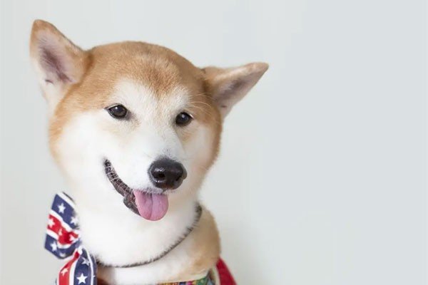 俯仰之间猜生肖是什么