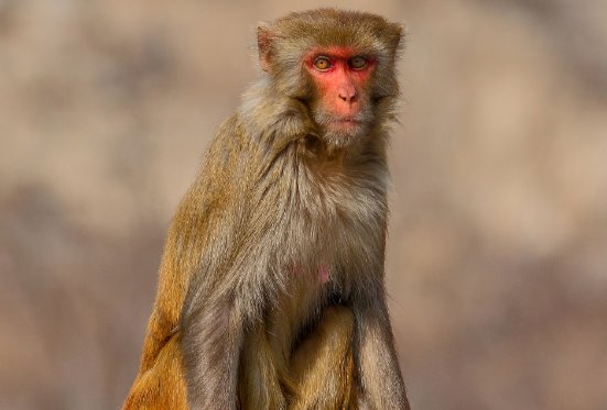 兜头盖脸的生肖