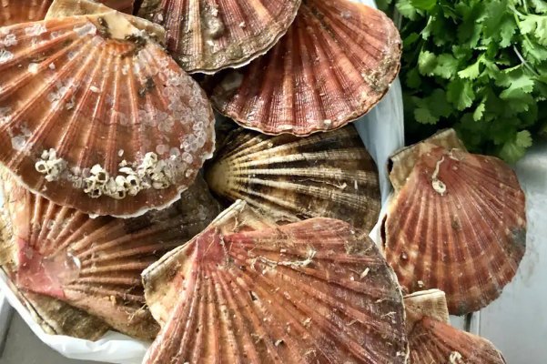 扇贝开了口从此粉色不再有下一句