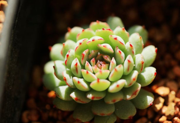 大尺寸的小黄说字多肉小学