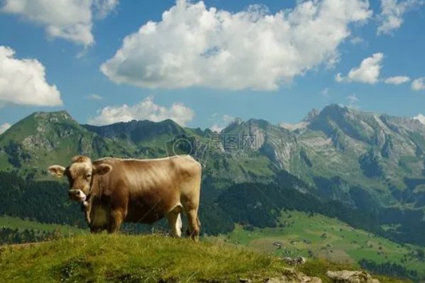 朝阳似火什么生肖动物