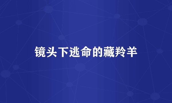 镜头下逃命的藏羚羊
