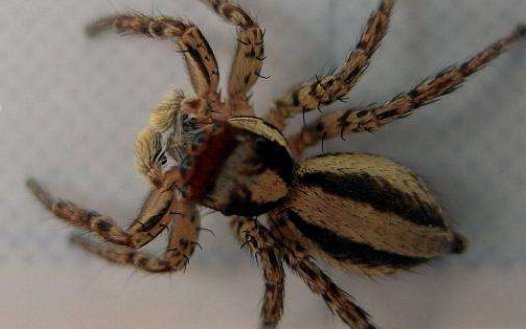 急！！蜘蛛最怕什么味儿？