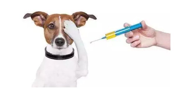 狗狗把纸给吃进去了怎么办啊