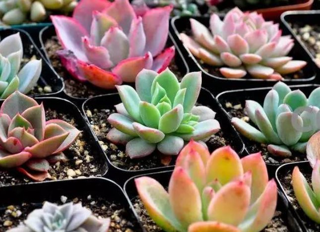 大尺寸的小黄说字多肉小学