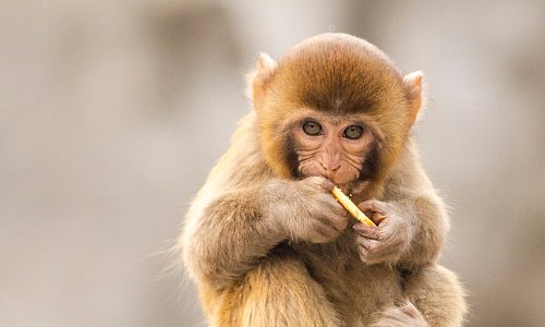 苗而不秀指什么动物