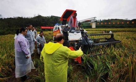 杂交水稻都给谁吃了?