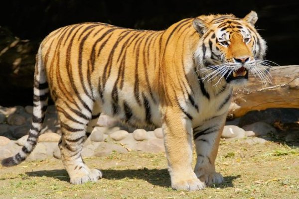 守法奉公比喻什么动物呢