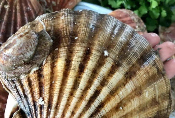 扇贝开了口从此粉色不再有下一句