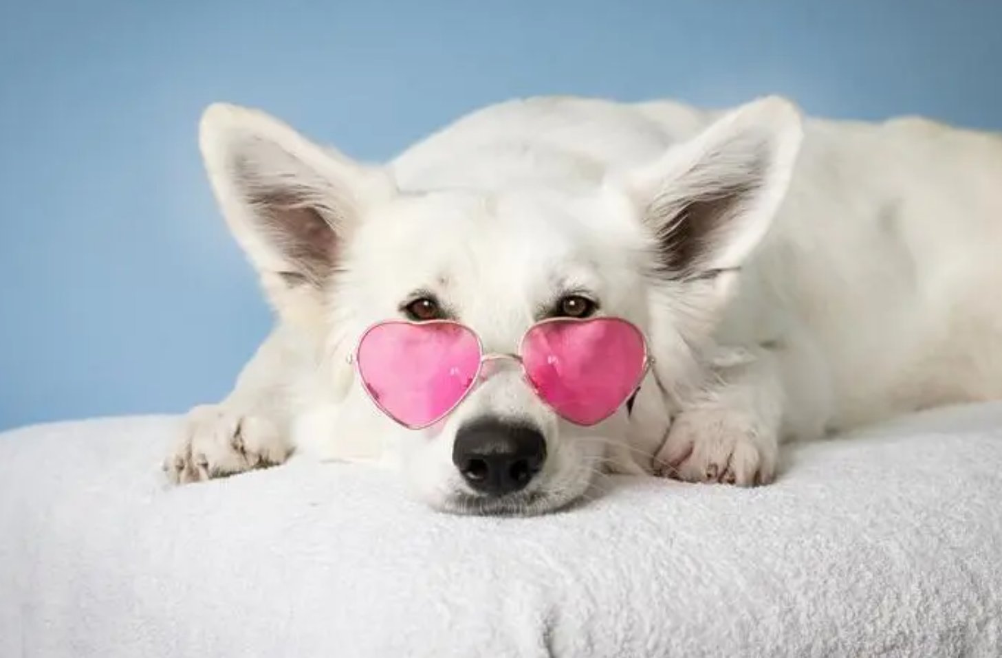 忠言逆耳代表什么动物