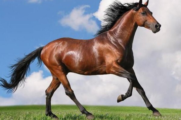 年久失修打一生肖动物