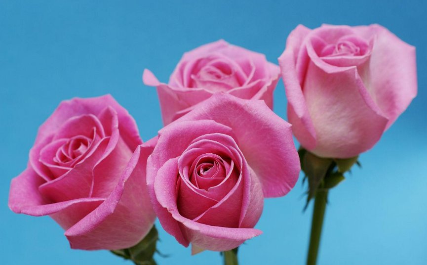 四朵玫瑰代表什么意思