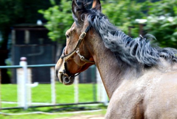 偷营劫寨什么动物