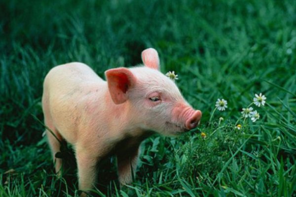 粗俗之辈打一最佳生肖