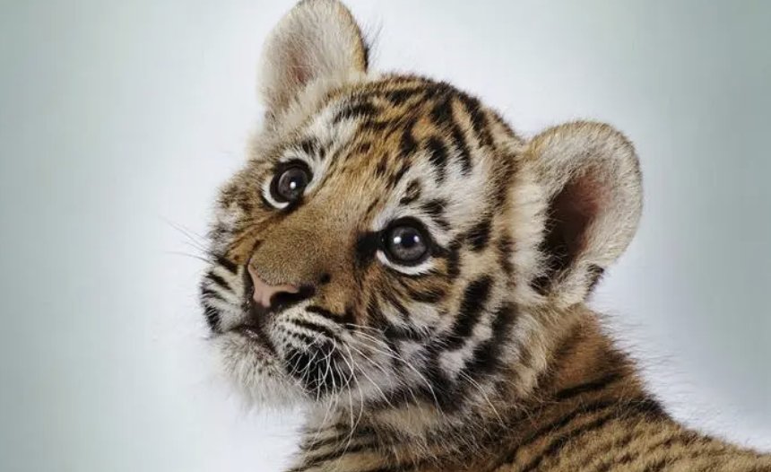 呼庚呼癸打一动物生肖