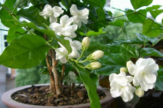 茉莉花的味道是什么?