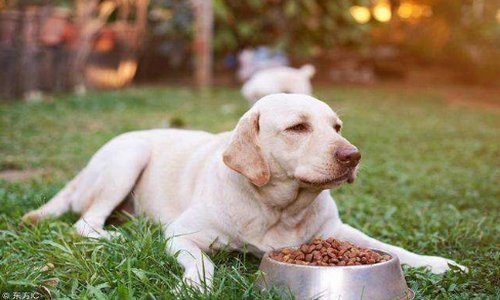 小狗学叫的结局是什么？